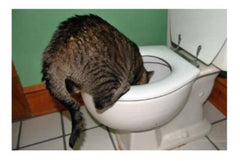Cat Toilet Training – Handling Solid Deposits