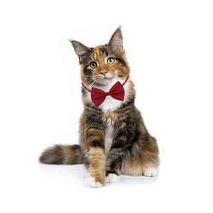 Adjustable Cat Bow Ties Cat Accessories GreatmyPet 