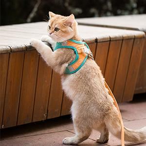 PawTrav-Walking Cat Harness GreatmyPet 