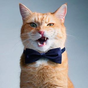 Adjustable Cat Bow Ties Cat Accessories GreatmyPet 