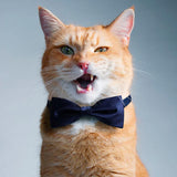 Adjustable Cat Bow Ties Cat Accessories GreatmyPet 