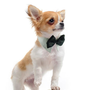 FREE Pet Black Bow Tie. Perfect for Special Occasions. GreatmyPet S 