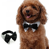 Pet Black Bow Tie. Perfect for Special Occasions. Dog Accessories GreatmyPet 