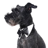 Pet Black Bow Tie. Perfect for Special Occasions. Dog Accessories GreatmyPet 