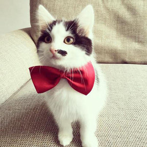 Adjustable Cat Bow Ties Cat Accessories GreatmyPet 