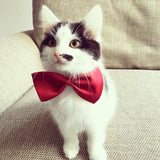 Adjustable Cat Bow Ties Cat Accessories GreatmyPet 