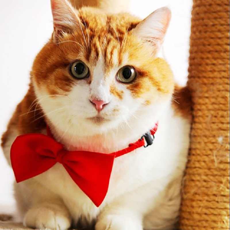 Adjustable Cat Bow Ties Cat Accessories GreatmyPet 