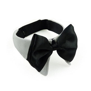 FREE Pet Black Bow Tie. Perfect for Special Occasions. GreatmyPet 
