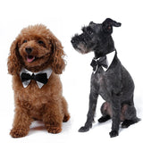 Pet Black Bow Tie. Perfect for Special Occasions. Dog Accessories GreatmyPet 