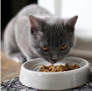 eBook "100 Recipes For your Feline Friend" ebook GreatmyPet 