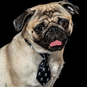 Fashionable And Trendy Dog Neck Ties Dog Accessories GreatmyPet 