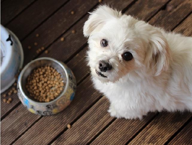 eBook "130 Recipes For your Canine Friend" ebook GreatmyPet 