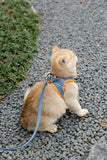 PawTrav-Walking Cat Harness GreatmyPet 