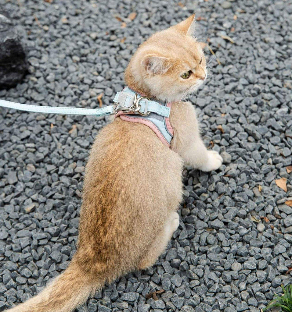 PawTrav-Walking Cat Harness GreatmyPet 